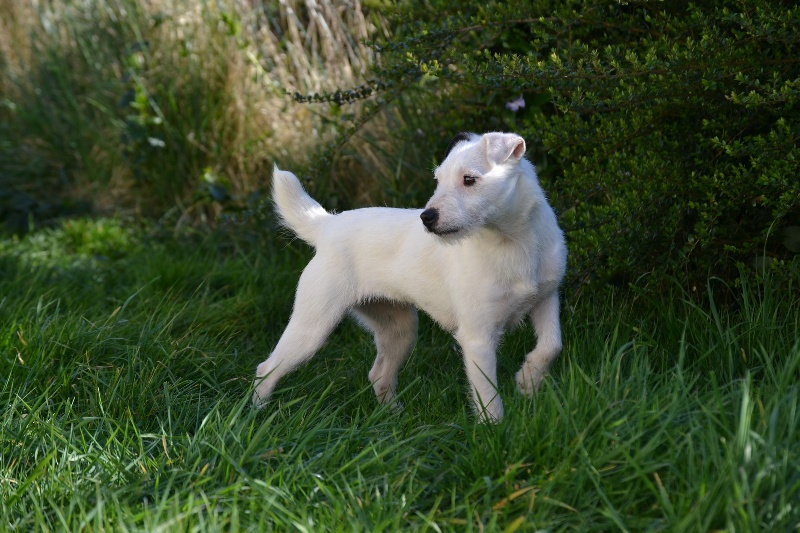 Les Parson Russell Terrier de l'affixe Du Fond Cailloux