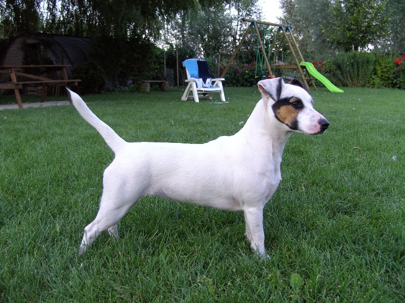 D'vanille Titre Initial