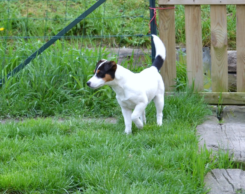 Groseille de Sous les Arbres