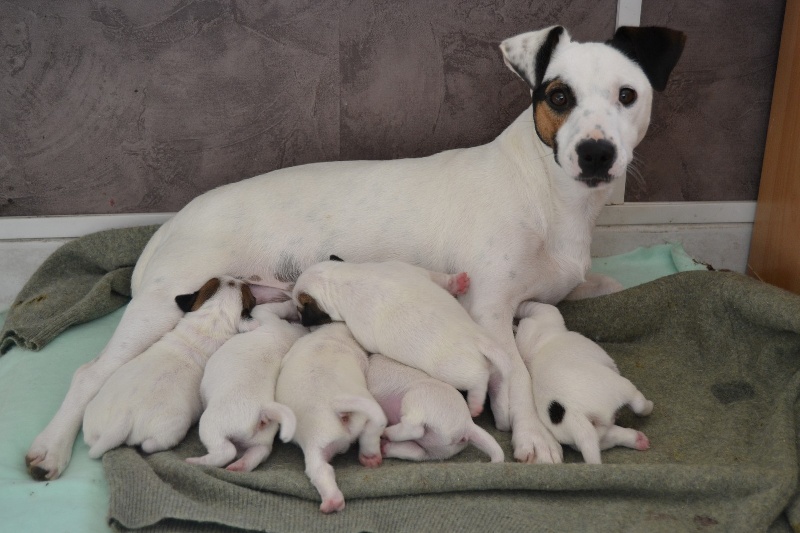 Chiot D'Vanille Tattoodes halliers de la lierre