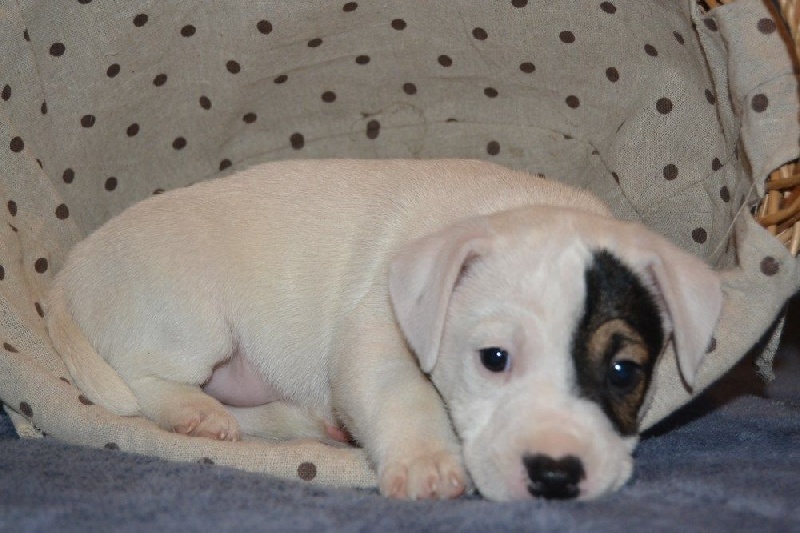 Du Fond Cailloux - Jack Russell Terrier - Portée née le 23/09/2014